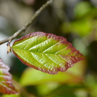 Parrotia persica Persian Spire Leaves