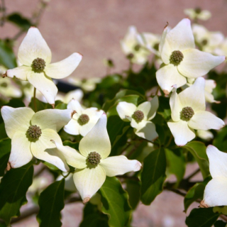 Cornus kousa Milky Way flower-like bracts