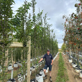 2026 Medium clear stem Upright Hornbeam