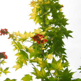 Acer cappadocicum Aureum new foliage Aureum Foliage