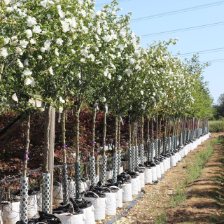 Hibiscus syriacus White Chiffon Medium Row