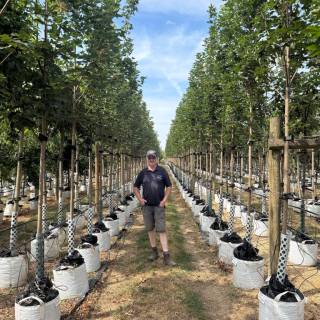 Medium sized Acer platanoides Emerald Queen size Medium - Double Row 2026