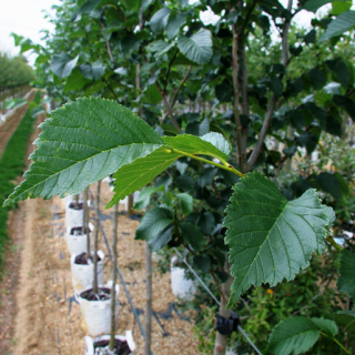 Ulmus dodoens foliage