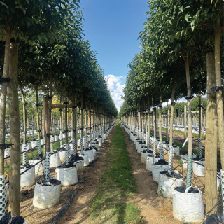 Row of Medium Ligustrum japonicum