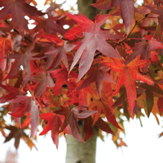 Worplesdon Autumn Colour Example