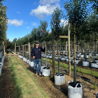 Medium Portuguese Laurel (clear stem)