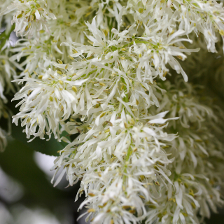 Fraxinus ornus blossom