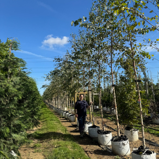 Rows of medium-sized River Birch trees at Barcham