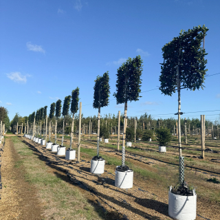 Medium Pleached Nellie Stevens Pleached Trees