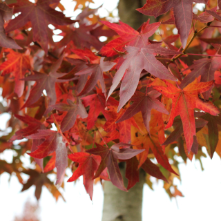 Worplesdon Autumn Colour Example