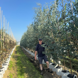 2025 Batch Photo of Small Cider Gum