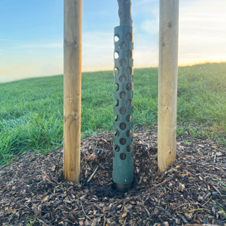 Rabbit Guard in situ