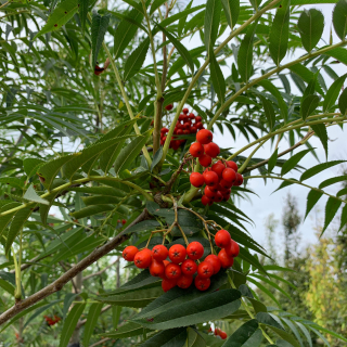 Olympic Flame Berries