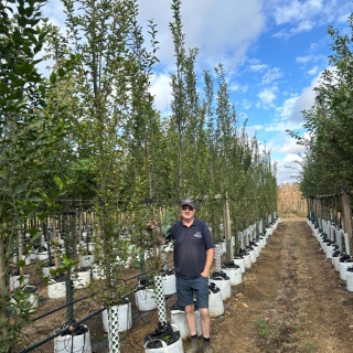 2026 Medium feathered Fastigiate Hornbeam