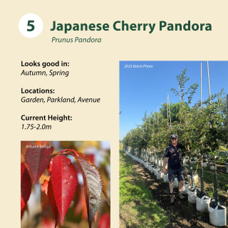 Tree 5: Japanese Cherry Kanzan / Prunus Kanzan ~ 2.0-2.5m