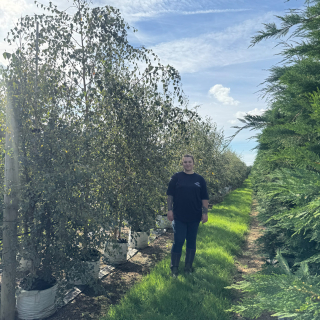 3 - 3.5m multi-stem birch batch photo 2025