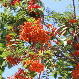 Sheerwater Seedling Berries