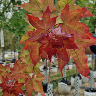 Acer cappadocicum Aureum red oliage