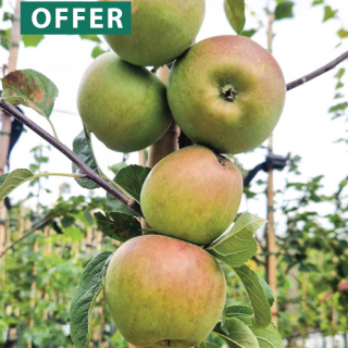 Malus Laxton Superb fruit