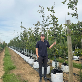 Parrotia persica Persian Spire Batch Photo 2026 - Medium