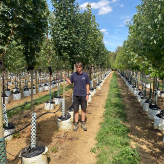 Acer campestre Lienco Medium Batch Photo 2026