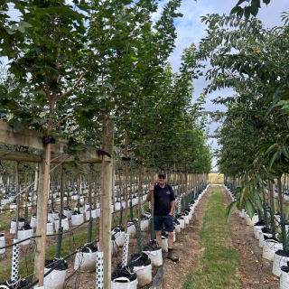Row of medium-size Acer platanoides Farlakes Green trees - 2026 Batch