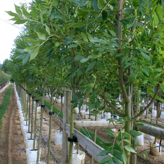 Medium Fraxinus excelsior Altena