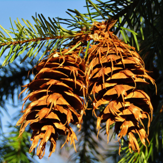 Douglas Fir Cones