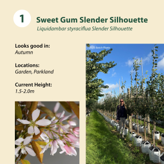Tree 1: Sweet Gum / Liquidambar styraciflua Slender Silhouette~ 1.5-2.0m