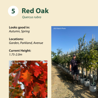 Red Oak / Quercus rubra ~ 1.75-2.0m