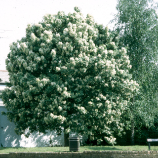 Mature specimen