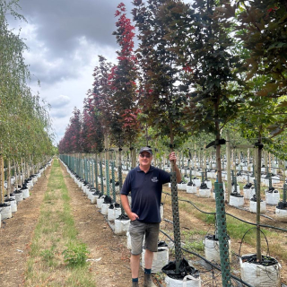 Medium-sized specimens of Norway Maple - 2026 Batch