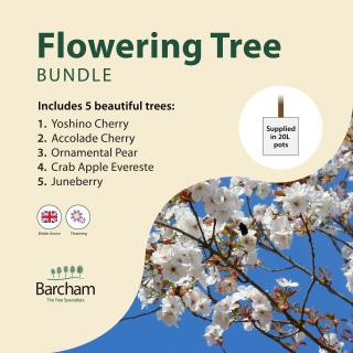 Flowering Tree Bundle in 20 Litre Containers