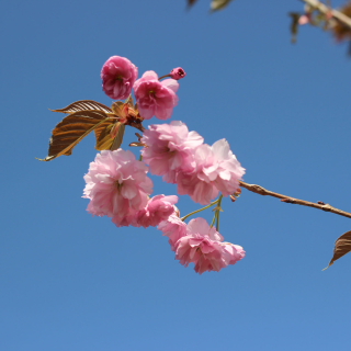 Pink Perfection Blossom