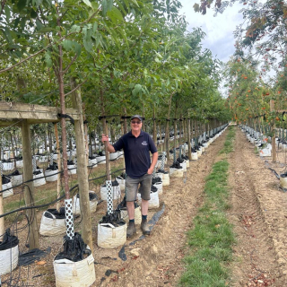 2026 Medium-sized Wild Cherry trees on the Barcham Trees nursery