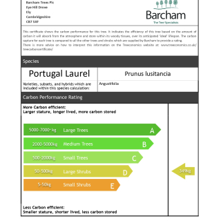 Carbon Rating