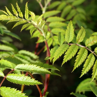 The stunning green fern like foliage of Sorbus aucuparia