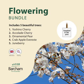 Flowering Tree Bundle in 20 Litre Containers