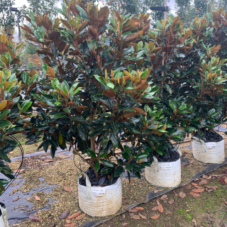 Magnolia grandiflora Little Gem