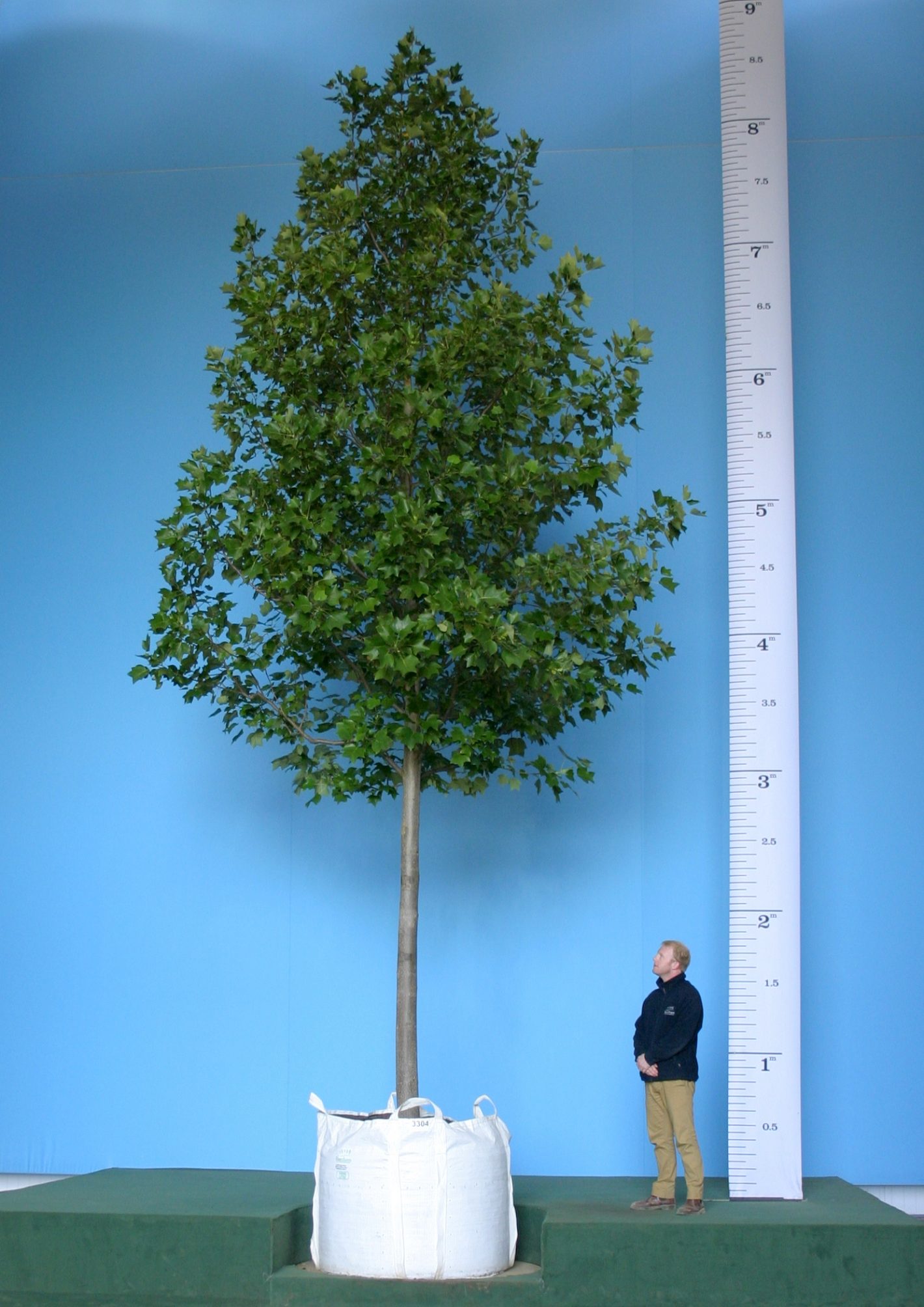 5 Reasons to buy large trees Trees for sale Barcham